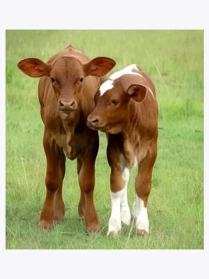 Concentrado Terneros