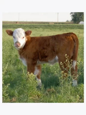 Ternero Extra (Destete Precoz)