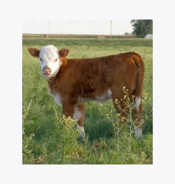 Ternero Extra (Destete Precoz)