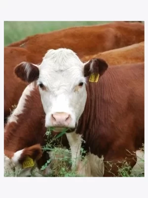 Novillo Engorde Especial