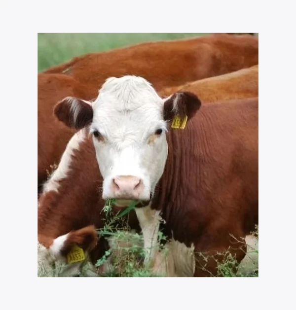 Novillo Engorde Especial