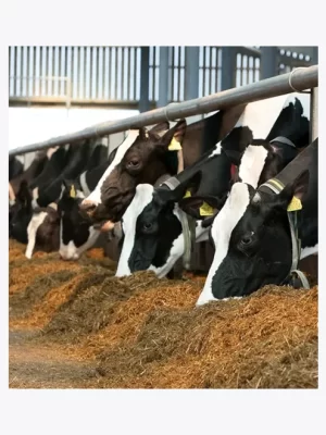 Concentrado Lecheras