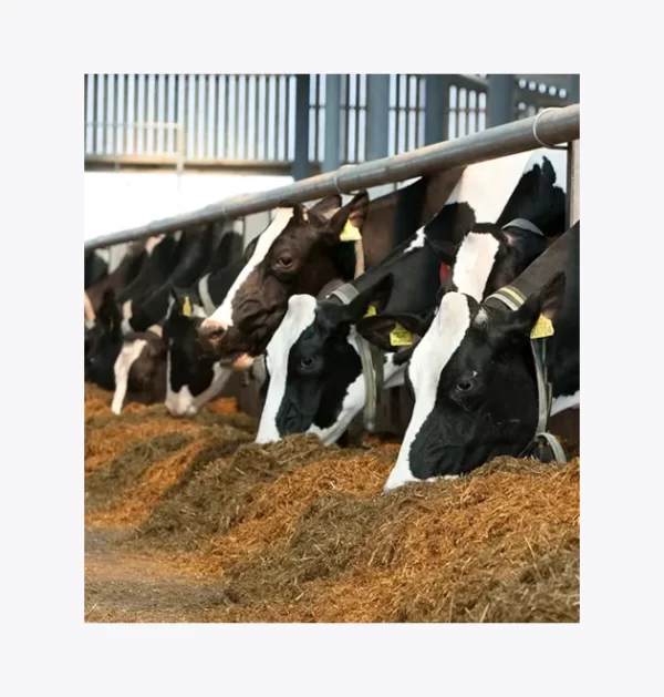 Concentrado Lecheras