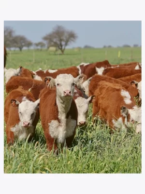 Concentrados Recrias