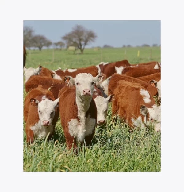 Concentrados Recrias