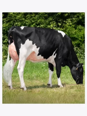 Lechera A.P. (Alta Produccion)