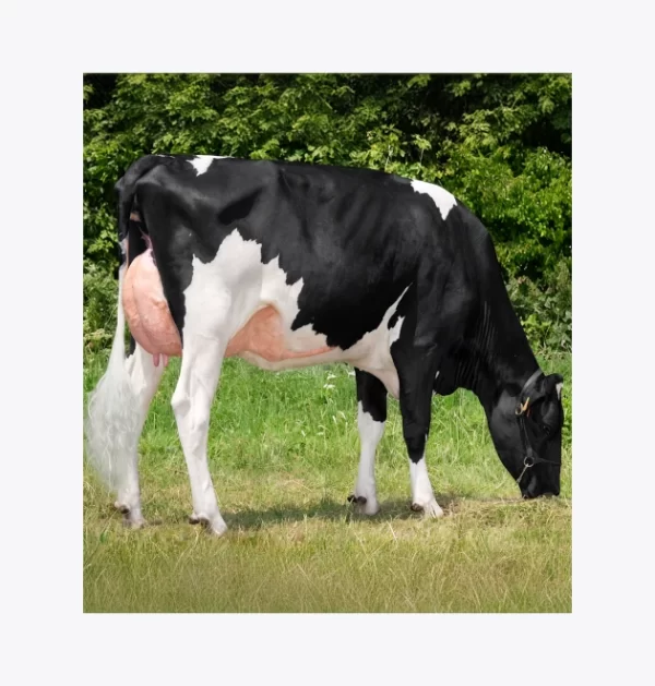 Lechera A.P. (Alta Produccion)